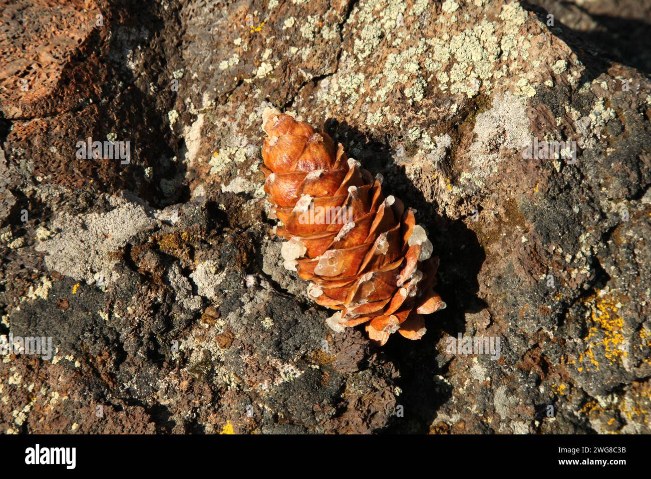 Cône de pin limber (Pinus flexilis) sur un rocher dans Craters of the Moon National Monument and Preserve, Idaho Banque D'Images