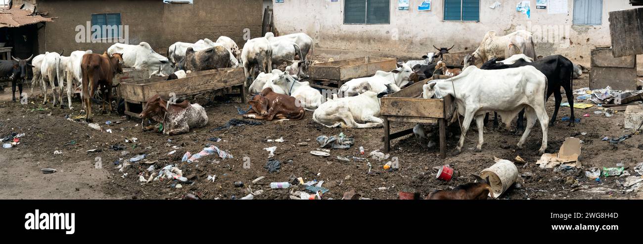 Troupeau de bétail pauvres maisons de quartier Nima Accra Ghana Panorama. Les villages ont du bétail, des vaches chèvres, des moutons à proximité des maisons. Extrême pauvreté. Banque D'Images