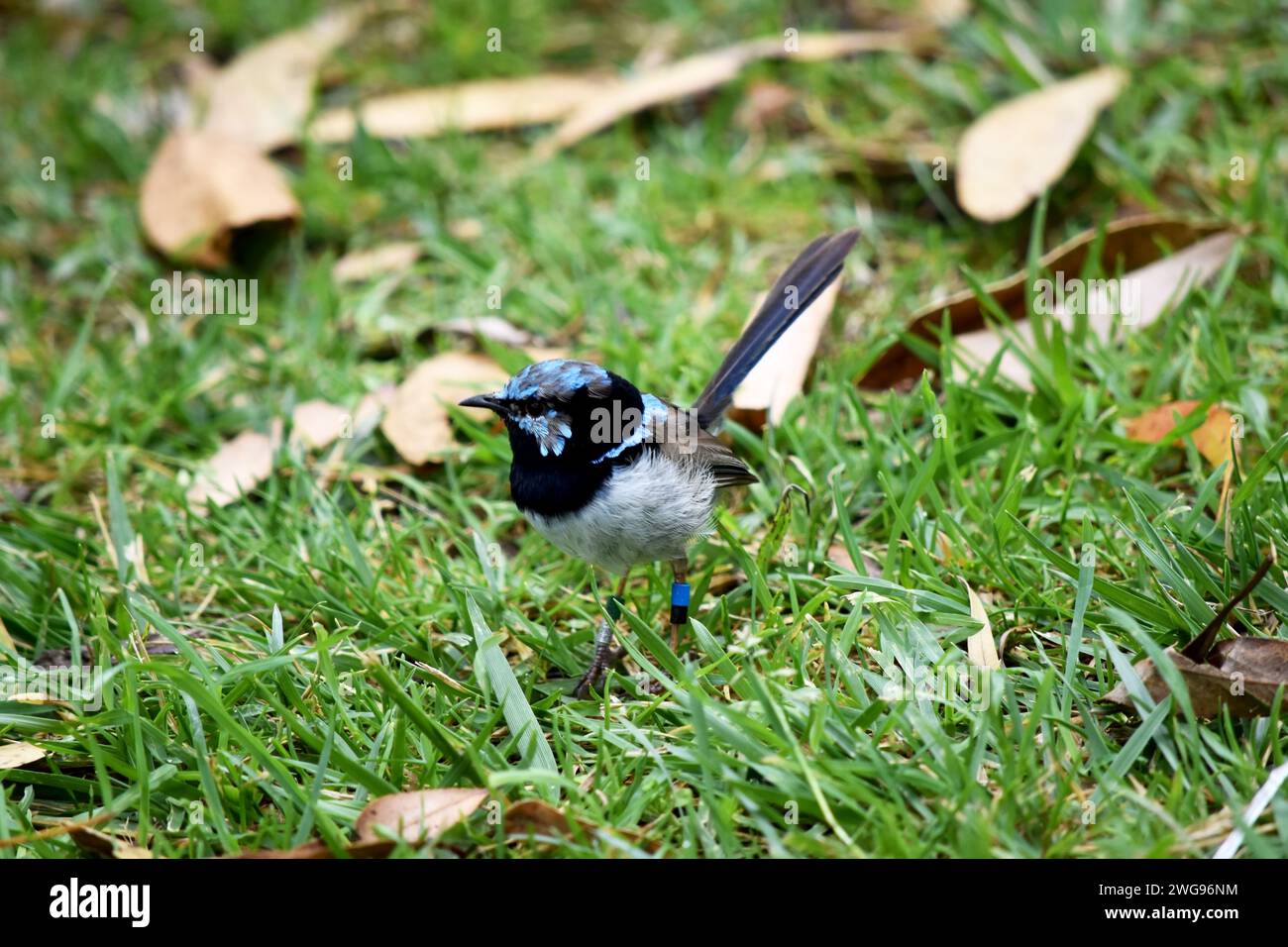 Les rides de fées mâles ont un plumage bleu et noir riche au-dessus et sur la gorge. Le ventre est gris-blanc et le bec est noir. Banque D'Images