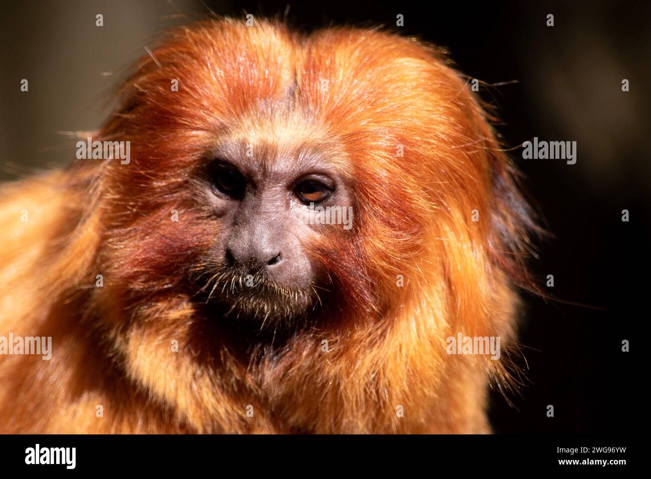 Le lion doré tamarin d'Amérique du Sud primate avec un magnifique manteau doré rougeâtre et une longue crinière balayée. Banque D'Images