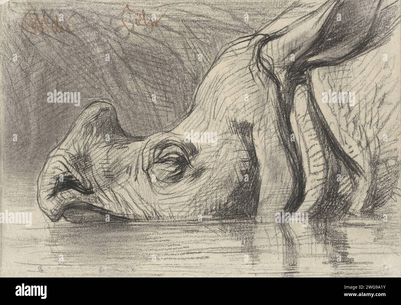 Tête d'un rhinocéros, à moitié submergée dans l'eau, August Allebé, c. 1870 - c. 1884 papier à dessin. animaux à onglons à la craie : rhinocéros (+ tête d'un animal) Banque D'Images