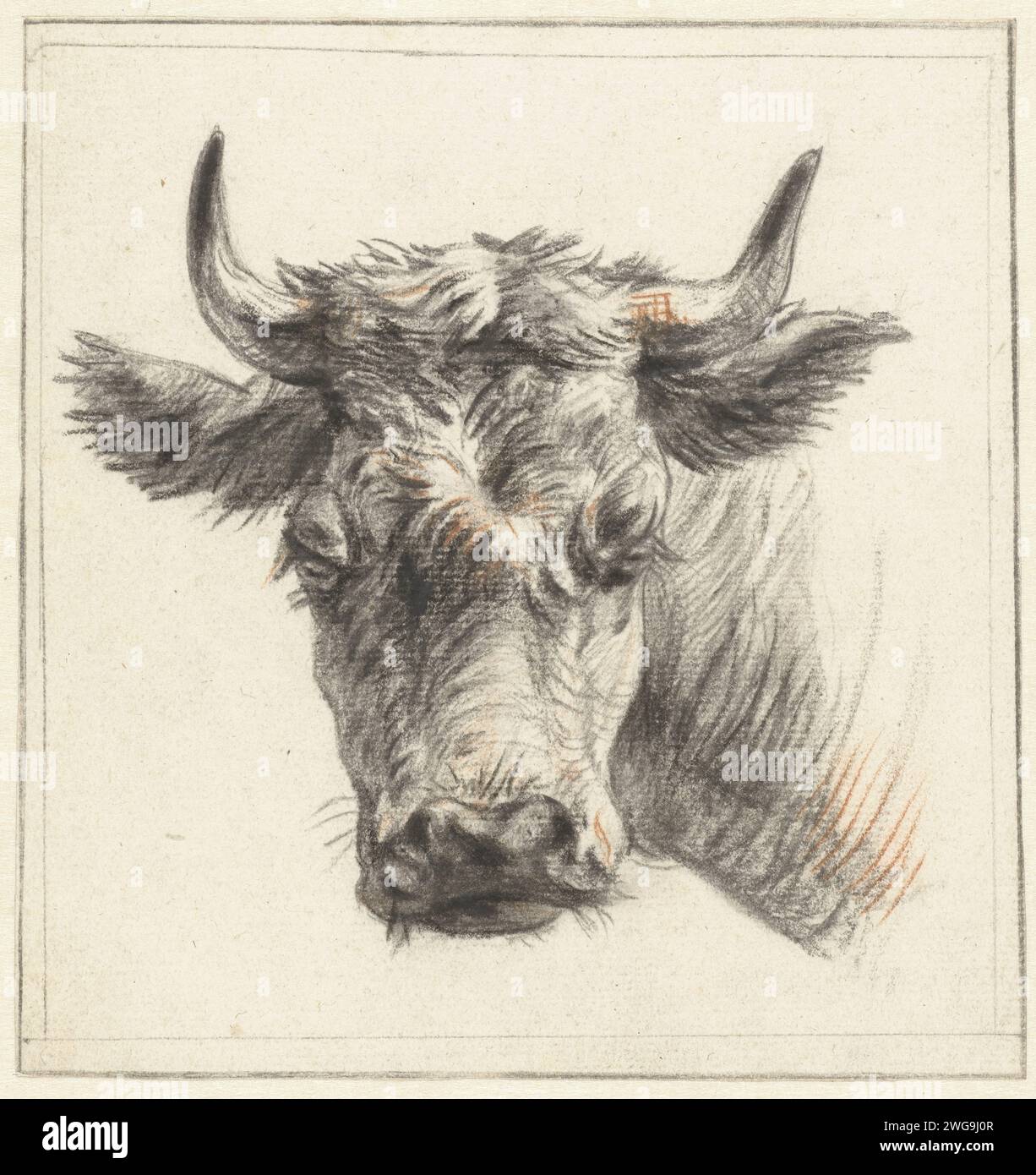 Kop van A Beef, Pieter Gerardus van OS, 1786 - 1839 papier à dessin. vache craie Banque D'Images