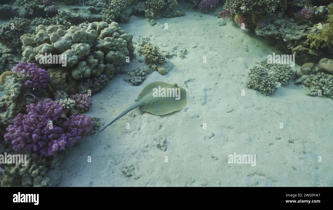 Blue acheted Stingray ou Bluespoted Ribbontail Ray (Taeniura lymma) nagez près du récif de corail au-dessus du fond sablonneux en rayons du soleil, Mer Rouge, Egypte Banque D'Images