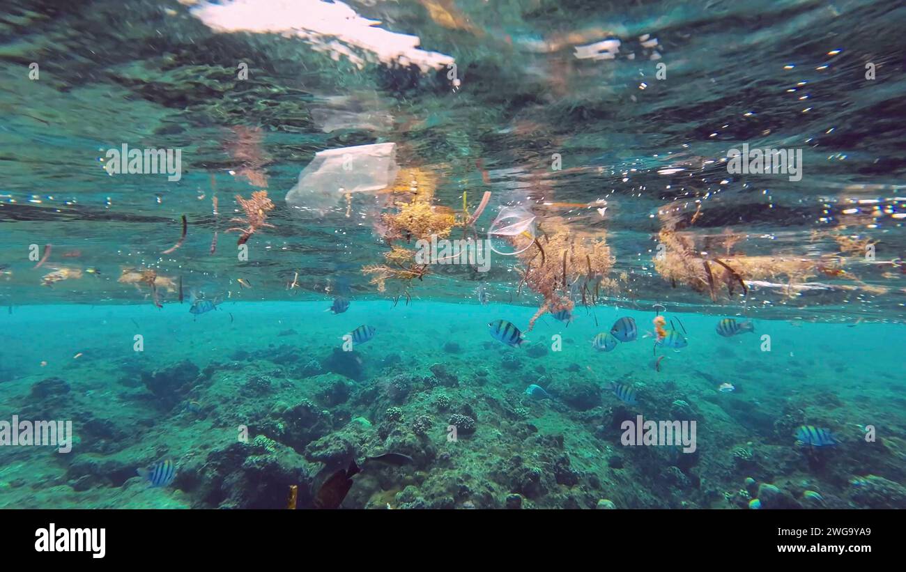 Des débris de plastique s'écoulent avec des débris d'algues à la surface de l'eau au-dessus du récif corallien, les poissons tropicaux nagent et se nourrissent sous la surface, la mer Rouge Banque D'Images