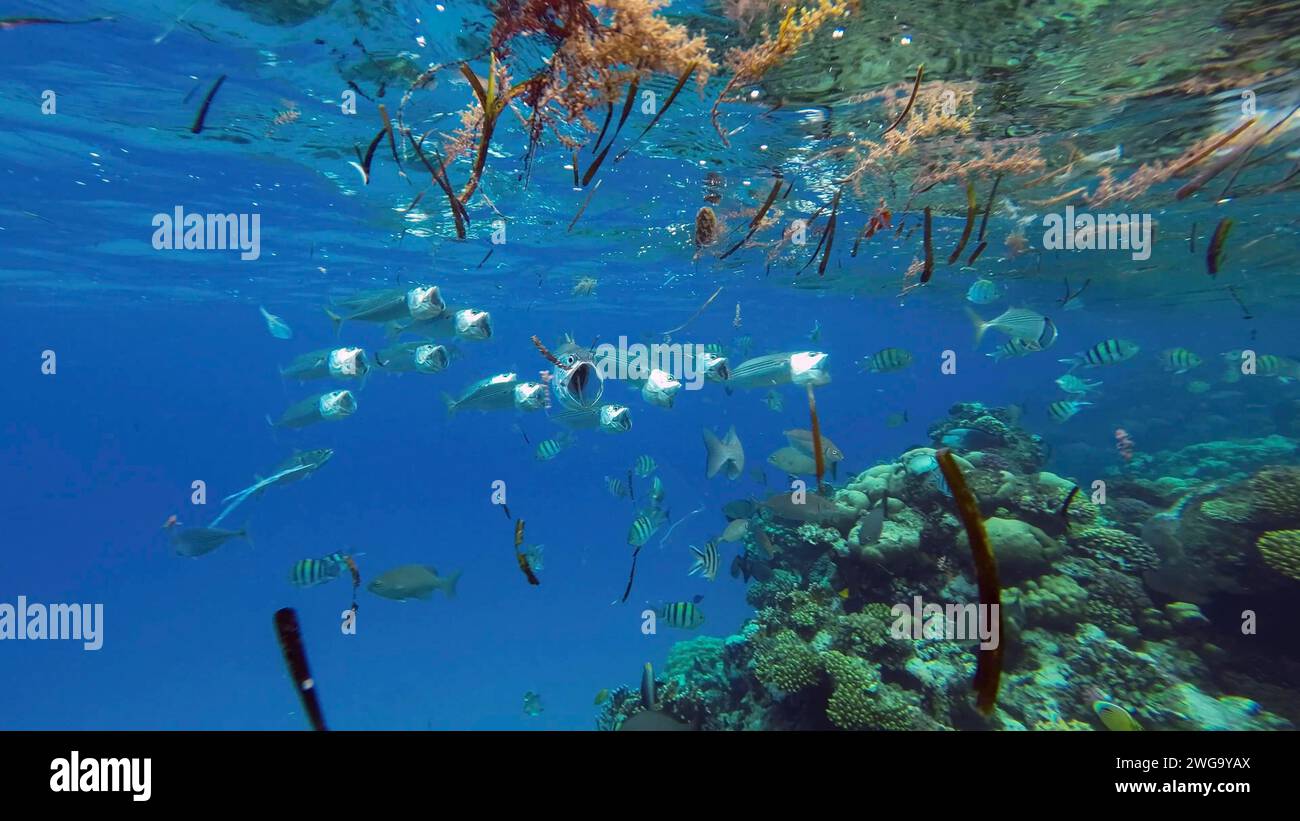 Les poissons de maquereau et les autres poissons tropicaux se nourrissent sous la surface de l'eau parmi les algues, les débris et le plastique dérivants, Red Sea (Égypte) Banque D'Images