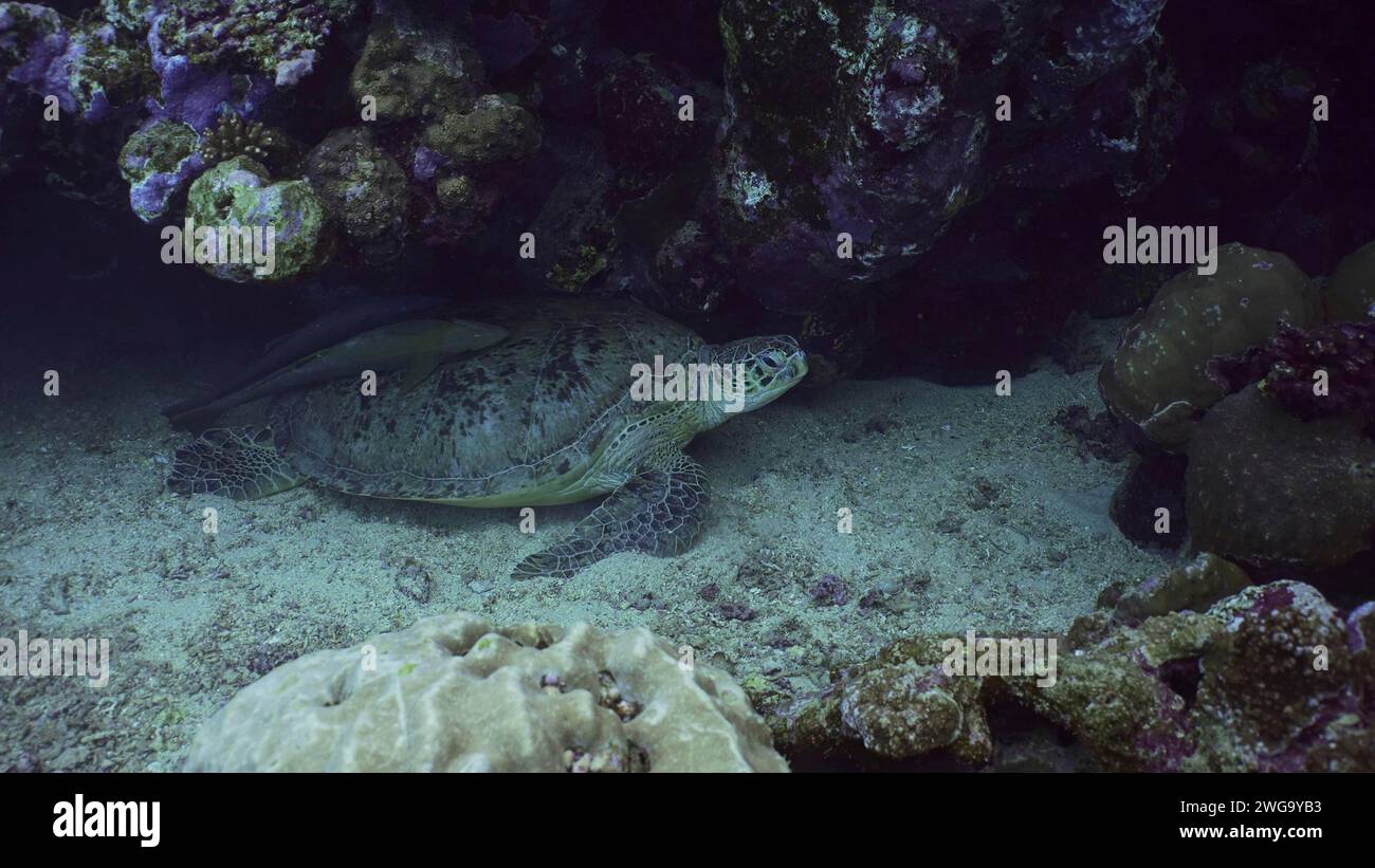 Gros plan de la Grande Tortue verte (Chelonia mydas) avec Remorafish sur sa coquille dort sous un récif de corail, Mer Rouge, Egypte Banque D'Images