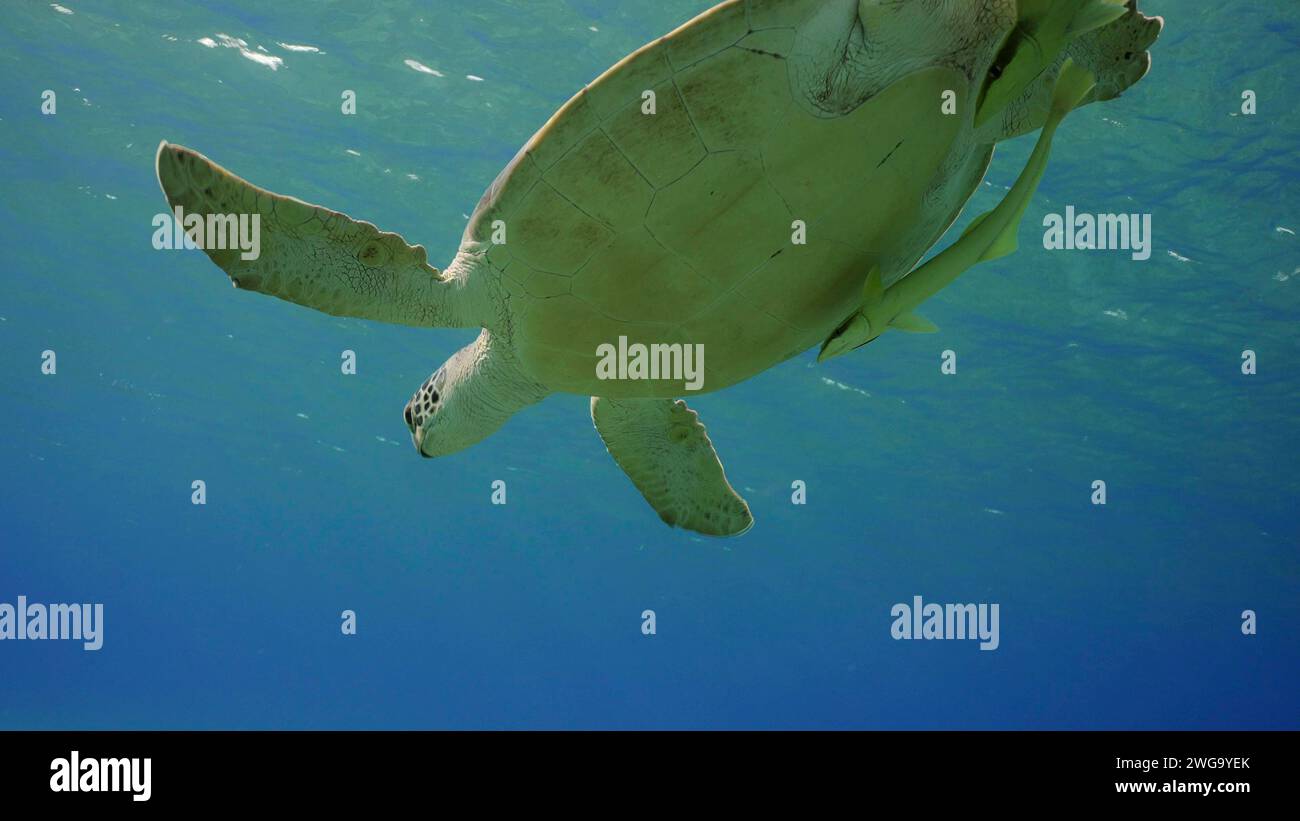 La grande tortue de mer verte (Chelonia mydas) repose sur la surface de l'eau et regarde vers le bas, la mer Rouge, l'Égypte Banque D'Images