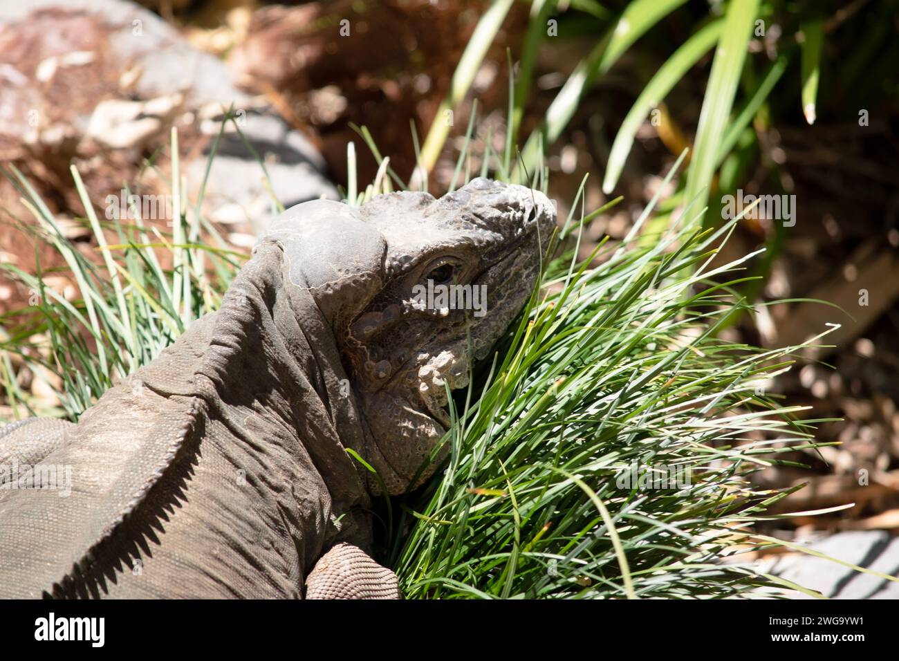 . L'iguane du rhinocéros a la crête des écailles à cornes pointues s'étend de la nuque à la pointe de leur queue Banque D'Images
