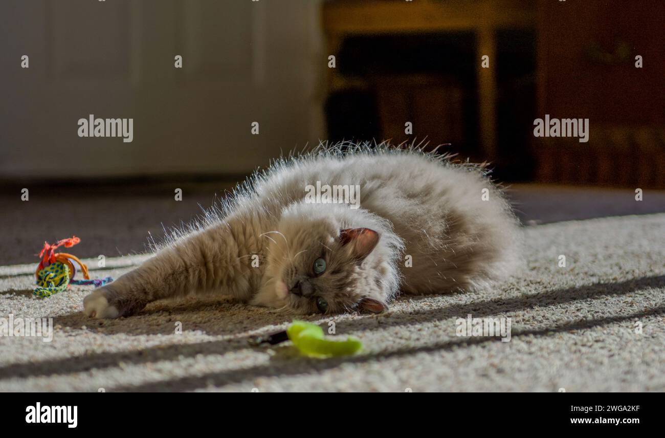 Chat ragdoll se sentant à la maison Banque D'Images
