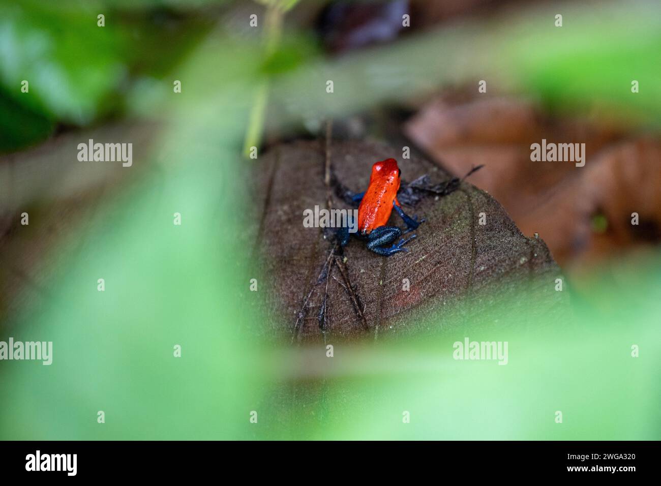 Blue Jeans Frog, Ofaga pumilio, Poison Dart Frog, Costa Rica, Amérique centrale, Amérique latine Banque D'Images