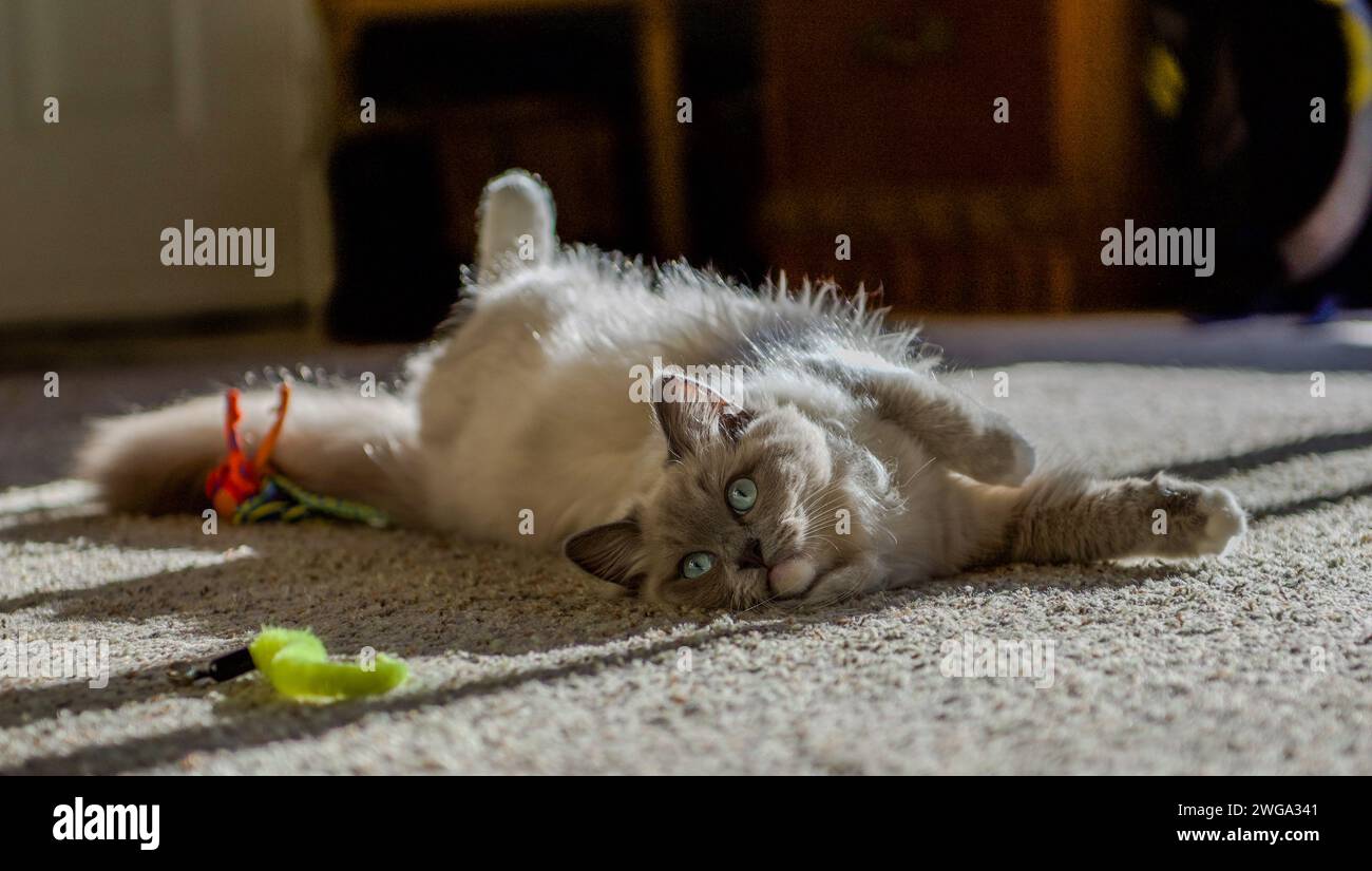 Chat ragdoll se sentant à la maison Banque D'Images