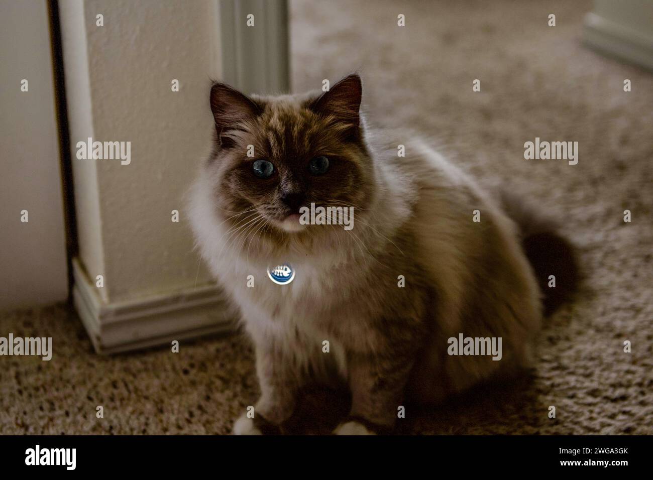 Chat ragdoll se sentant à la maison Banque D'Images