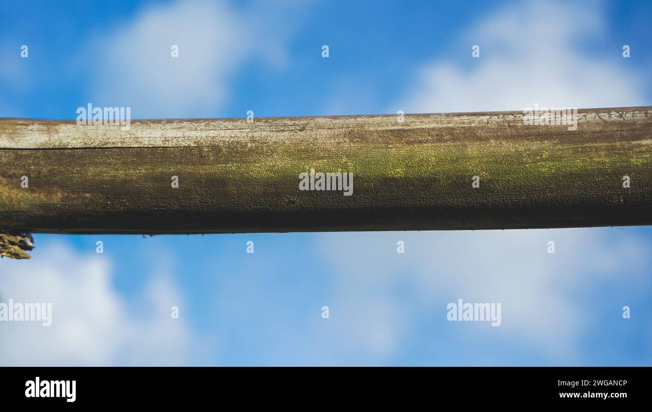 texture de bambou. Bambou séché avec fond de ciel bleu Banque D'Images