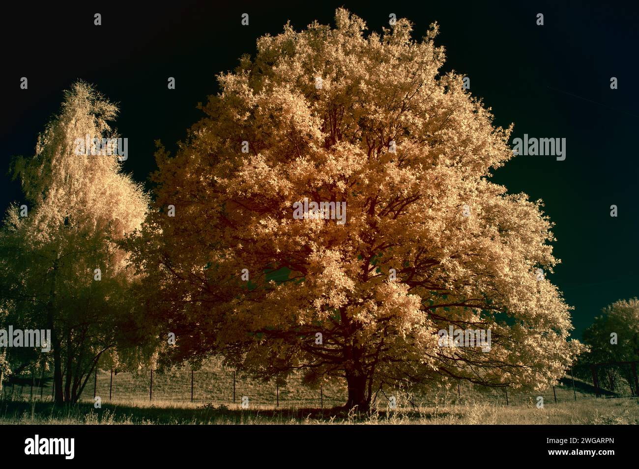 Beau développement organique : Fleur fraîche floraison dans la photographie infrarouge paysage de la nature Banque D'Images