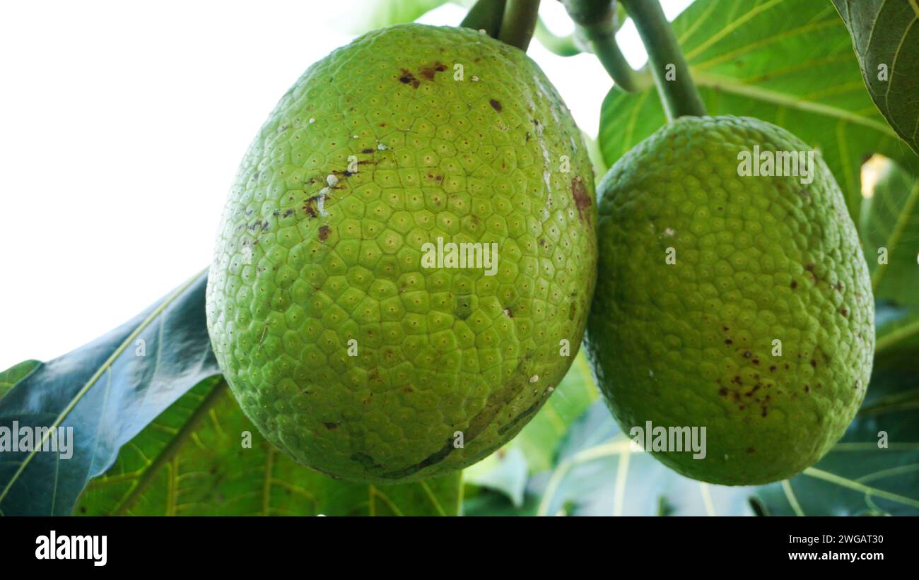 Fruit à pain vert encore sur l'arbre Banque D'Images