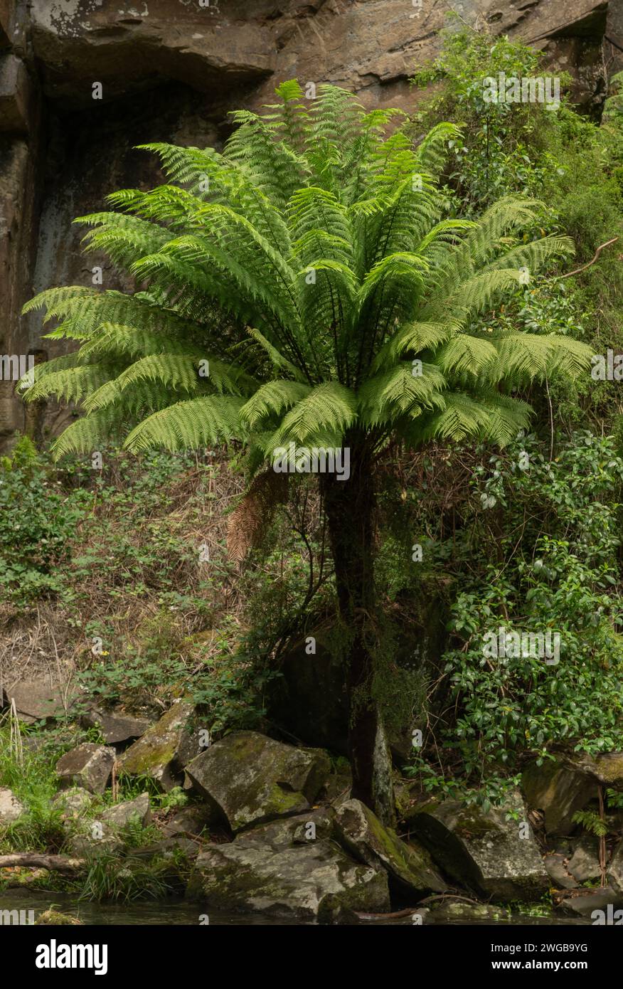 Fougère molle, Dicksonia antarctica, au pied des chutes Phantom, sur la rivière St George, parc national de Great Otway, Victoria, Australie. Banque D'Images