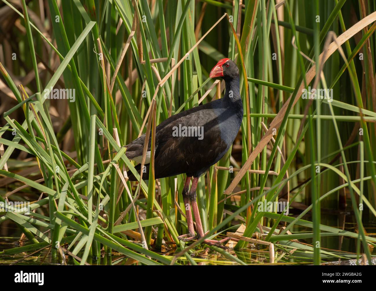 Swamphen australasien, Porphyrio melanotus, se nourrissant dans une région humide au bord du lac, Victoria, Australie. Banque D'Images