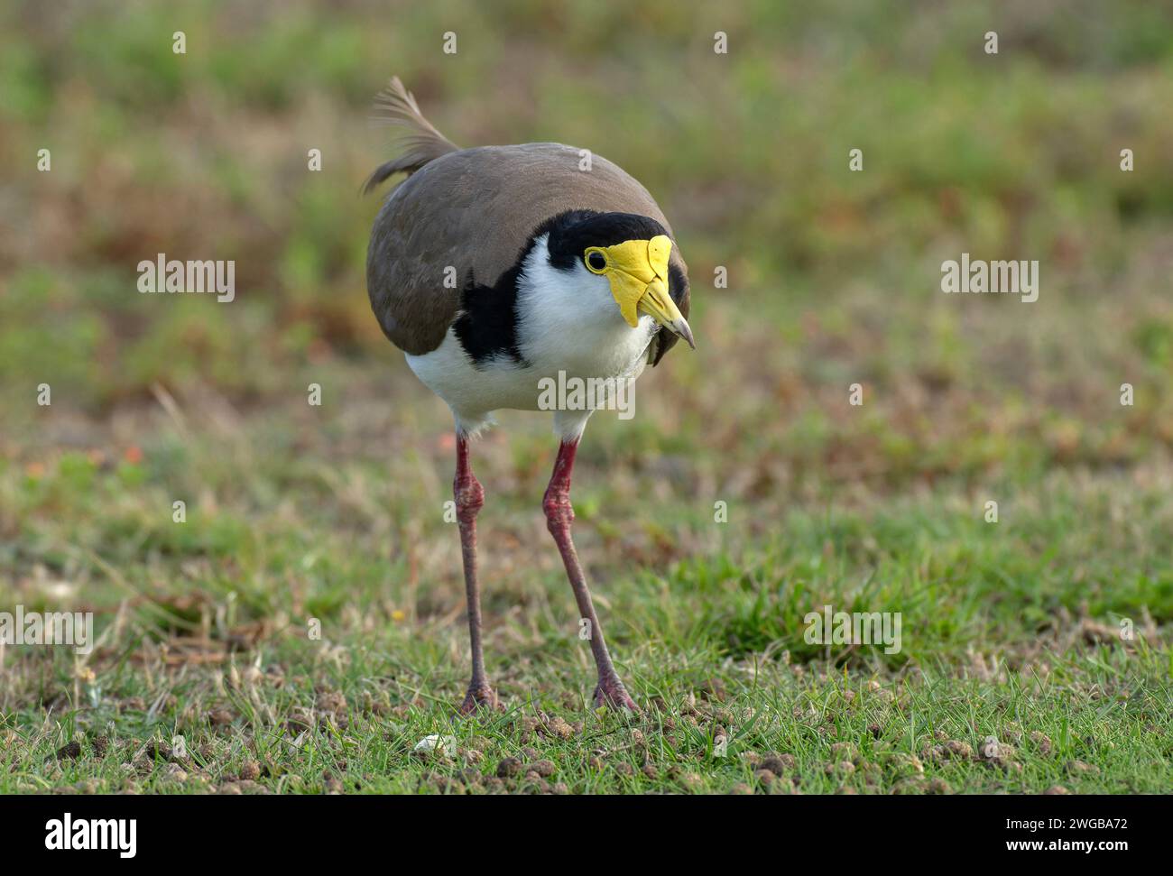 vanneau masqué, Vanellus Miles, adulte sur prairie côtière sablonneuse. Victoria, Australie. Banque D'Images