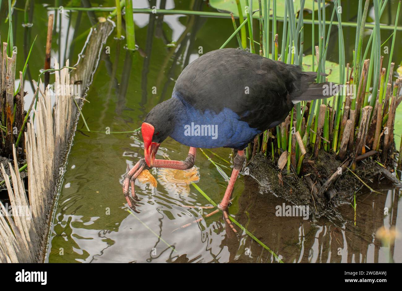 Swamphen australasien, Porphyrio melanotus, mangeant des emballages de gâteau dans le jardin botanique, Melbourne. Australie. Banque D'Images