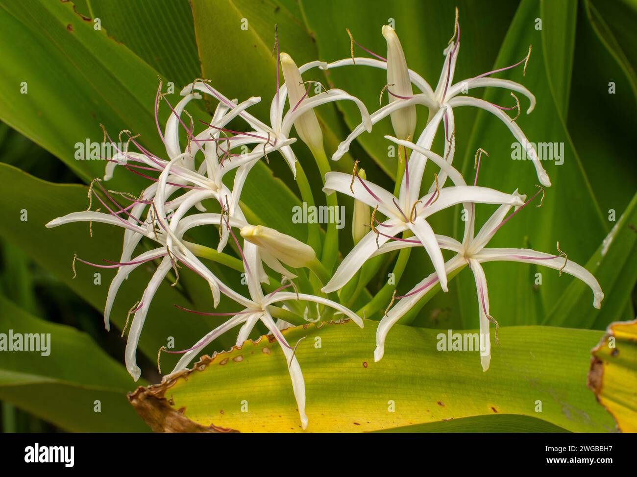 Lys des marais, Crinum pedunculatum, en fleur en été ; côte est de l'Australie. Banque D'Images