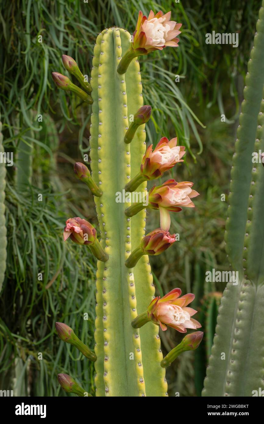 Torche dorée, Soehrensia spachiana, en fleur. Amérique du Sud. Banque D'Images