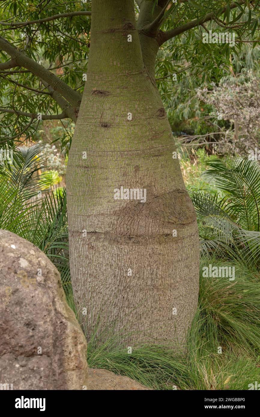 Arbre à bouteilles du Queensland, Brachychiton rupestris. En culture, Queensland. Banque D'Images