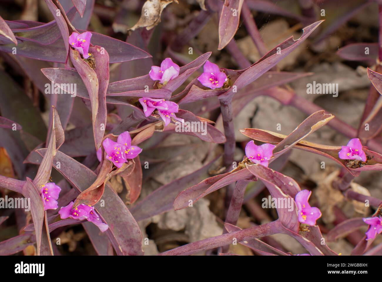 Araignée pourpre, Tradescantia pallida 'Purpurea', en fleur en culture. Banque D'Images
