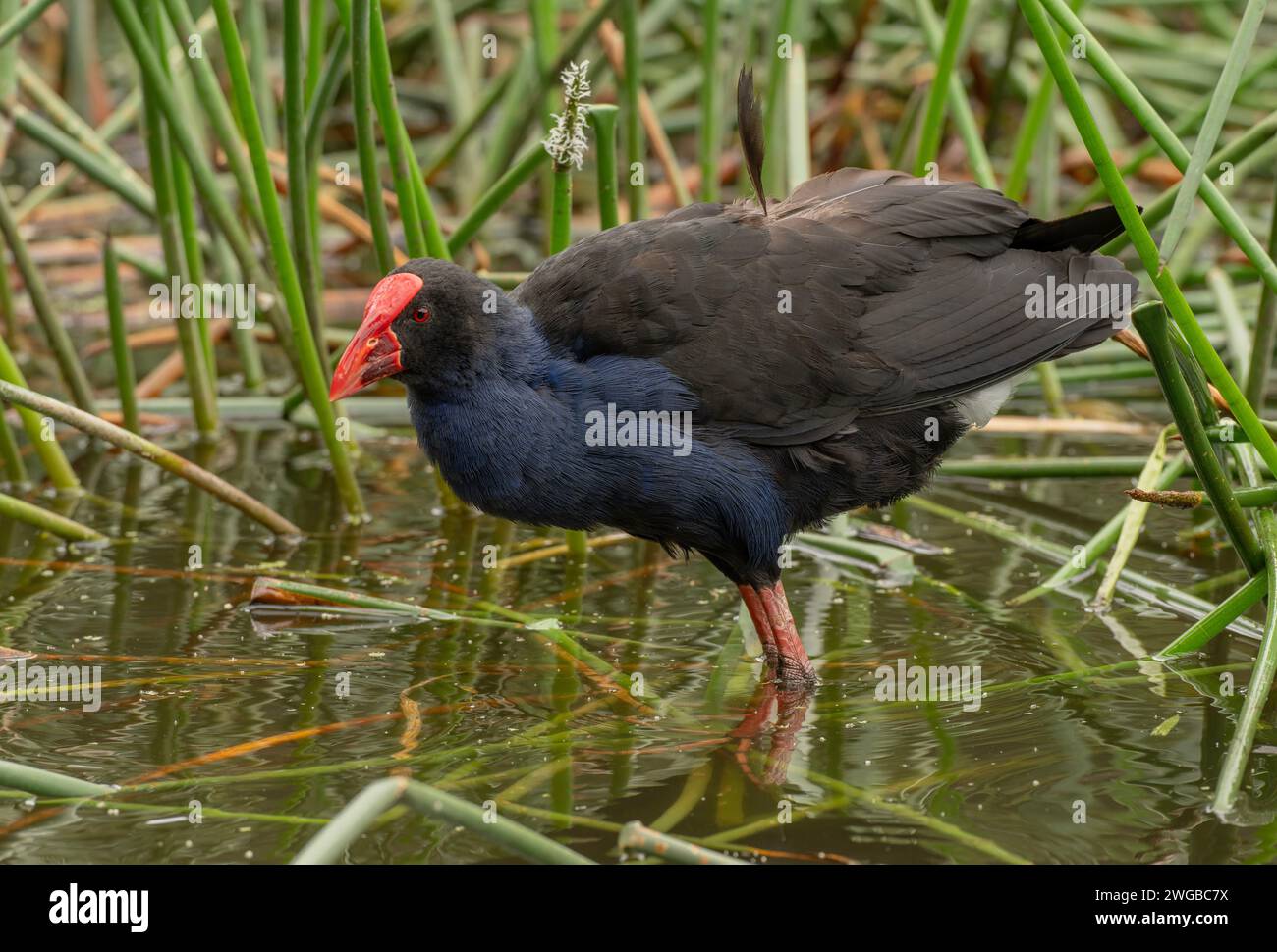 Swamphen australasien, Porphyrio melanotus, se nourrissant parmi les rushes dans le lac peu profond. Melbourne. Banque D'Images