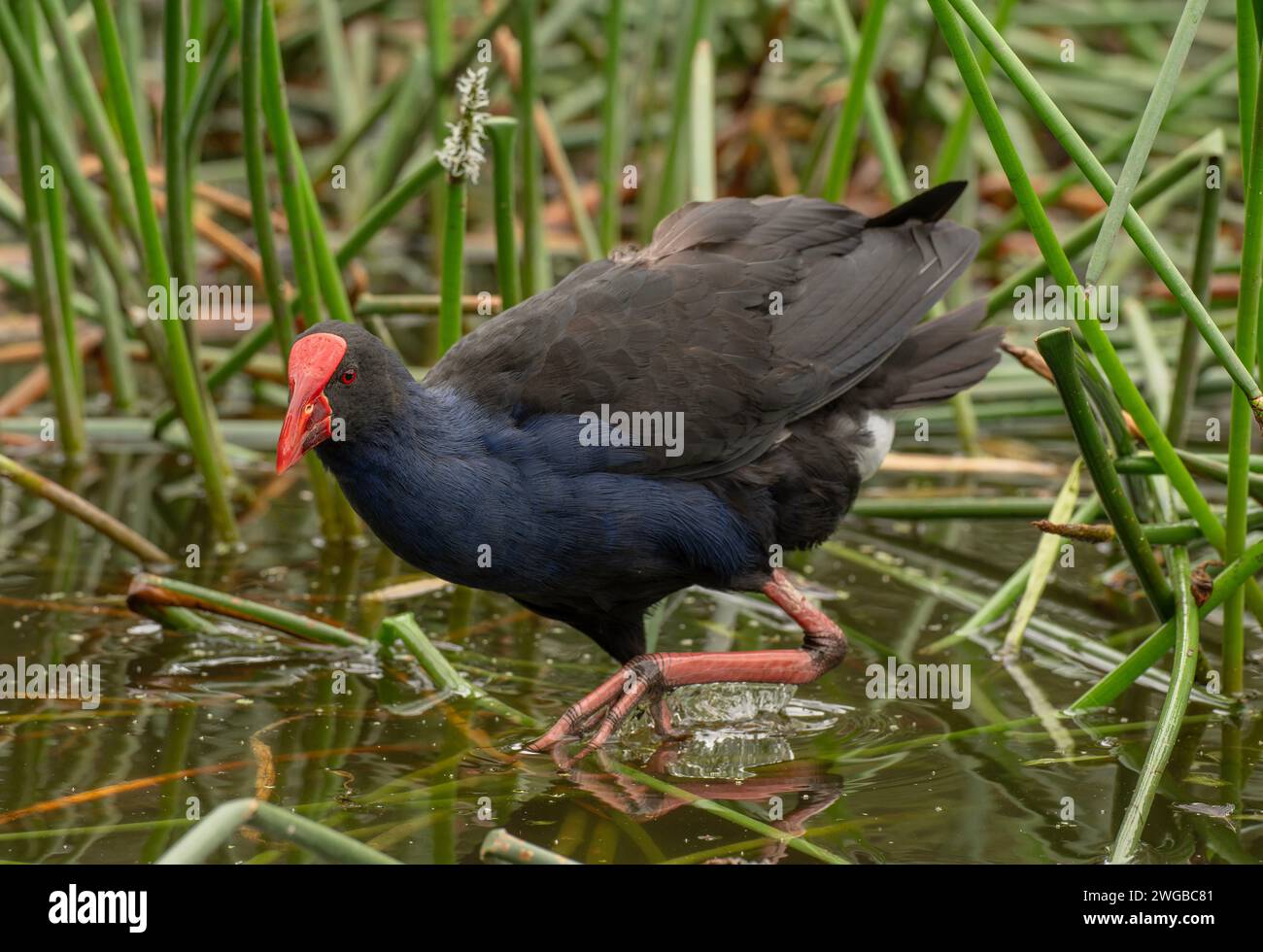 Swamphen australasien, Porphyrio melanotus, se nourrissant parmi les rushes dans le lac peu profond. Melbourne. Banque D'Images