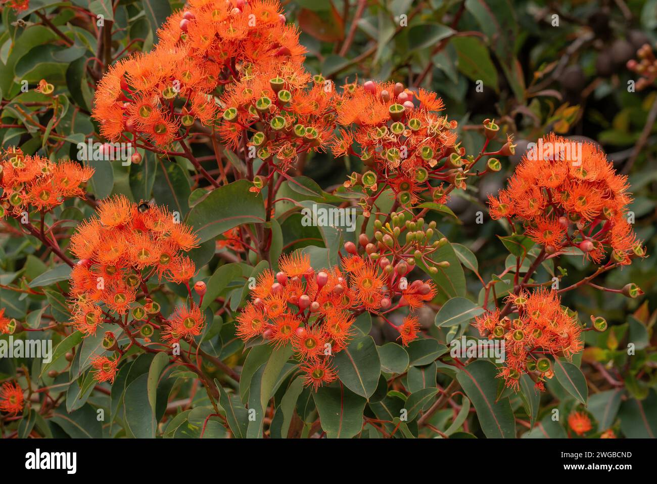 Gomme rouge, Corymbia ficifolia, en pleine fleur dans le sud-ouest de l'Australie. Banque D'Images