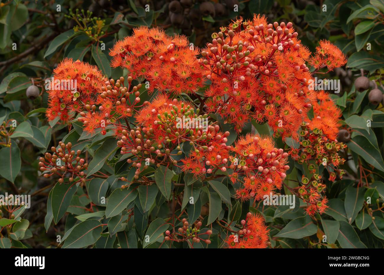 Gomme rouge, Corymbia ficifolia, en pleine fleur dans le sud-ouest de l'Australie. Banque D'Images