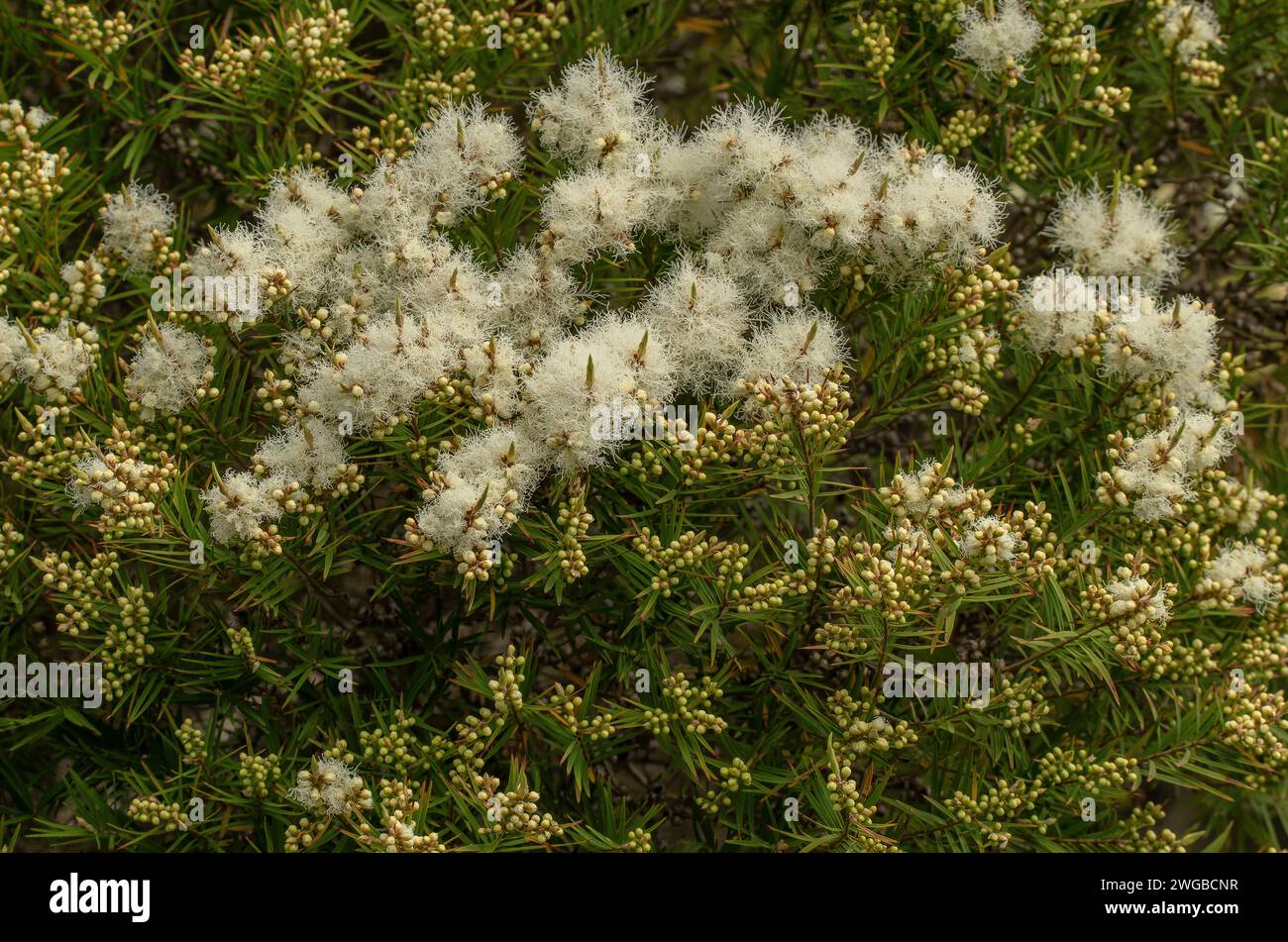Écorce de papier à feuilles de lin, Melaleuca linariifolia, brousse en fleur au milieu de l'été. Australie orientale. Banque D'Images