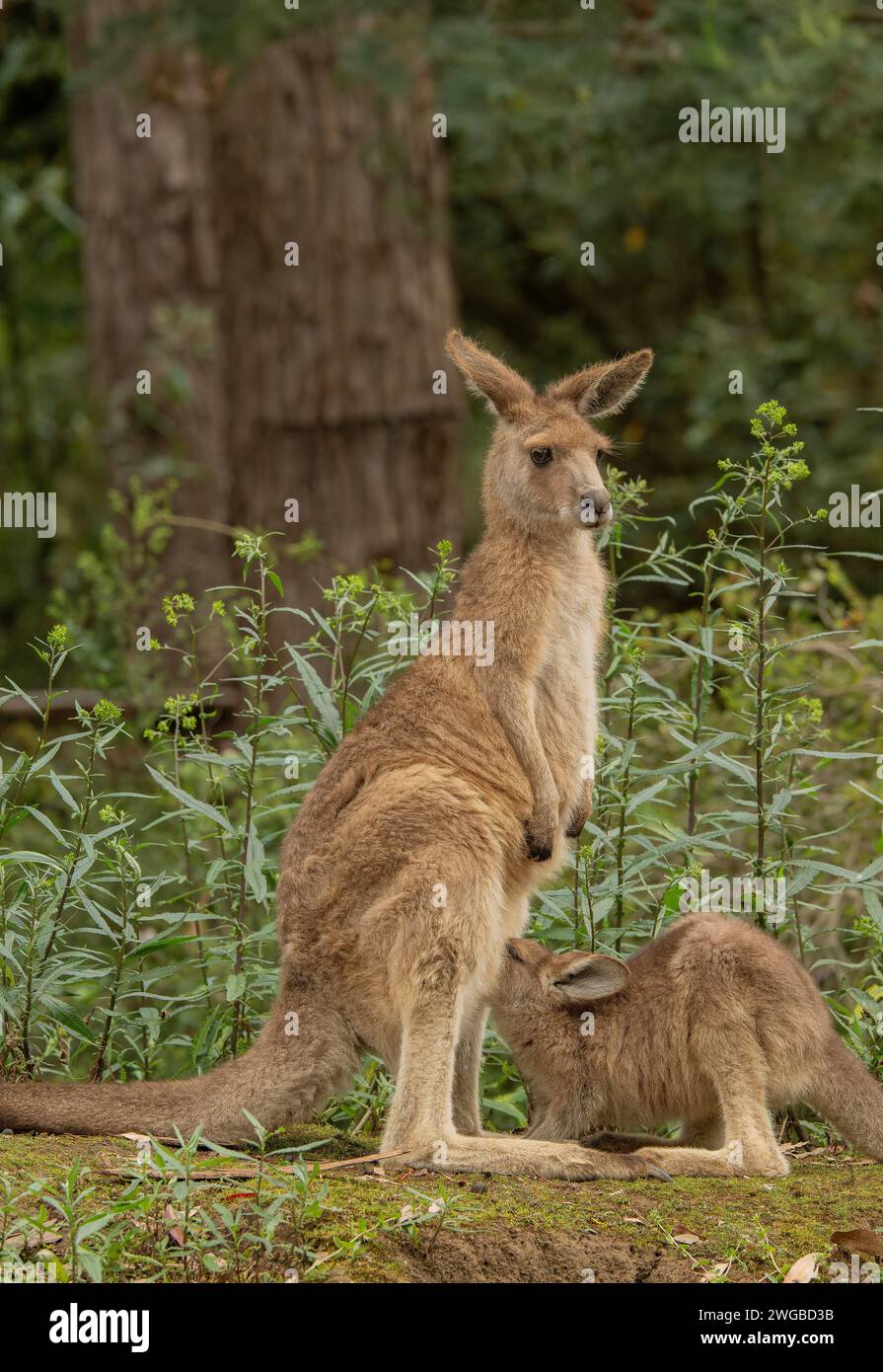 Kangourou forestier, Macropus giganteus tasmaniensis, mère et joey ; endémique de Tasmanie. Banque D'Images