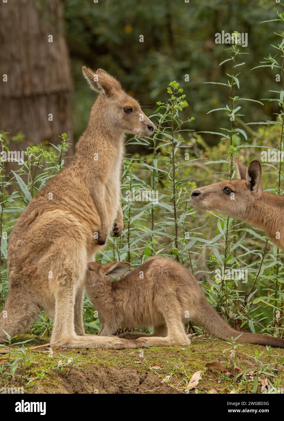 Kangourou forestier, Macropus giganteus tasmaniensis, parents et joey, endémique de Tasmanie. Banque D'Images