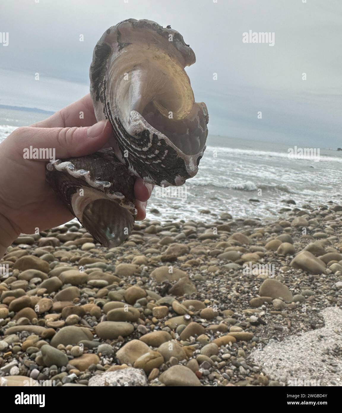 Montecito, Californie, États-Unis 3 février 2024. Coquillages d'escargots de mer ondulés du Turban (latin : Megastraea undosa) trouvés parmi une litière géante de rochers et de débris à Montecito, la plage aux papillons bien-aimée de Californie, après la dernière tempête de pluie, qui laisse les habitants se demander ce que la tempête de la rivière atmosphérique va apporter ce week-end : trésors ou déchets ? (Image de crédit : © Amy Katz/ZUMA Press Wire) USAGE ÉDITORIAL SEULEMENT! Non destiné à UN USAGE commercial ! Banque D'Images