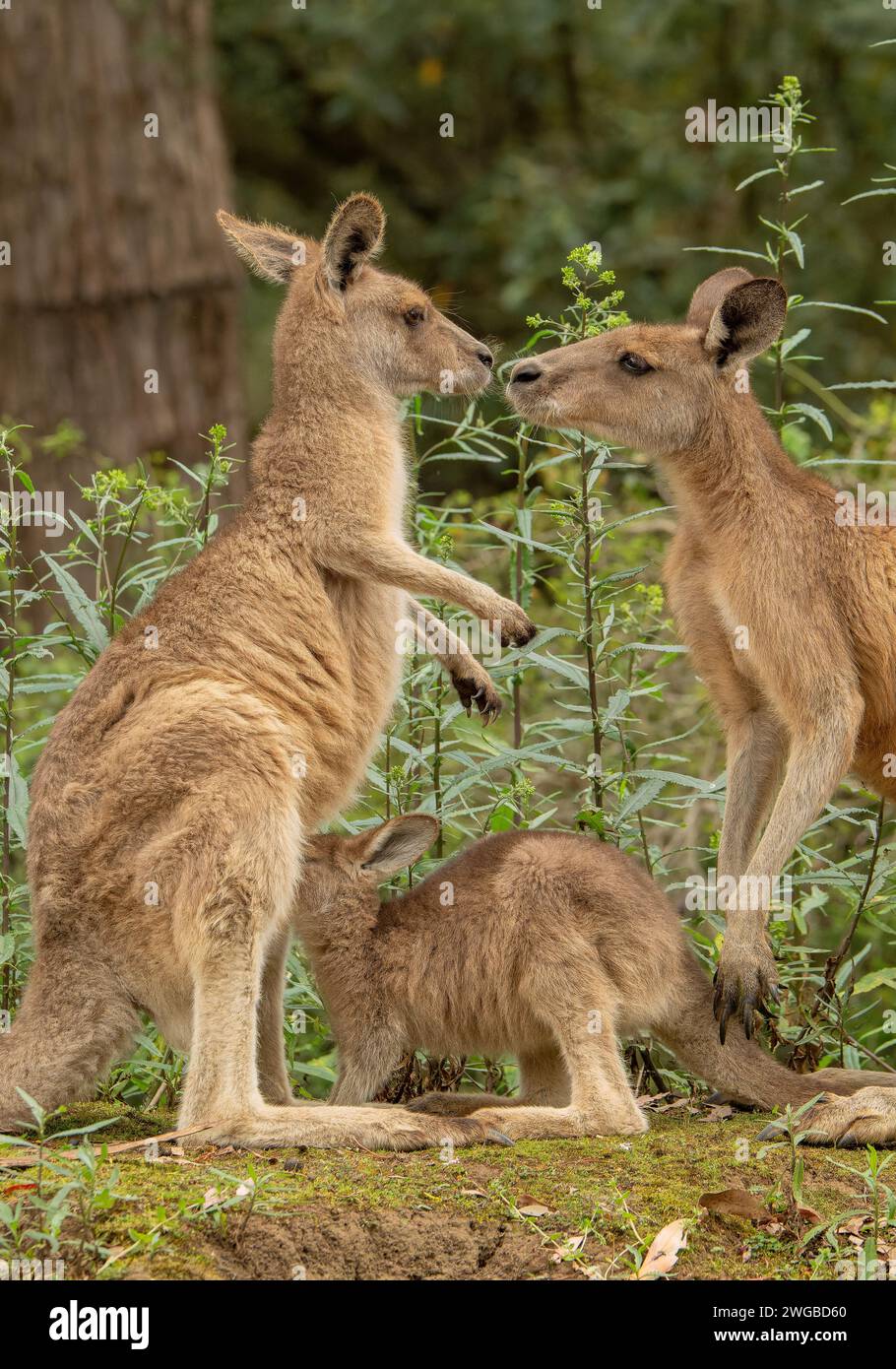 Kangourou forestier, Macropus giganteus tasmaniensis, parents et joey, endémique de Tasmanie. Banque D'Images