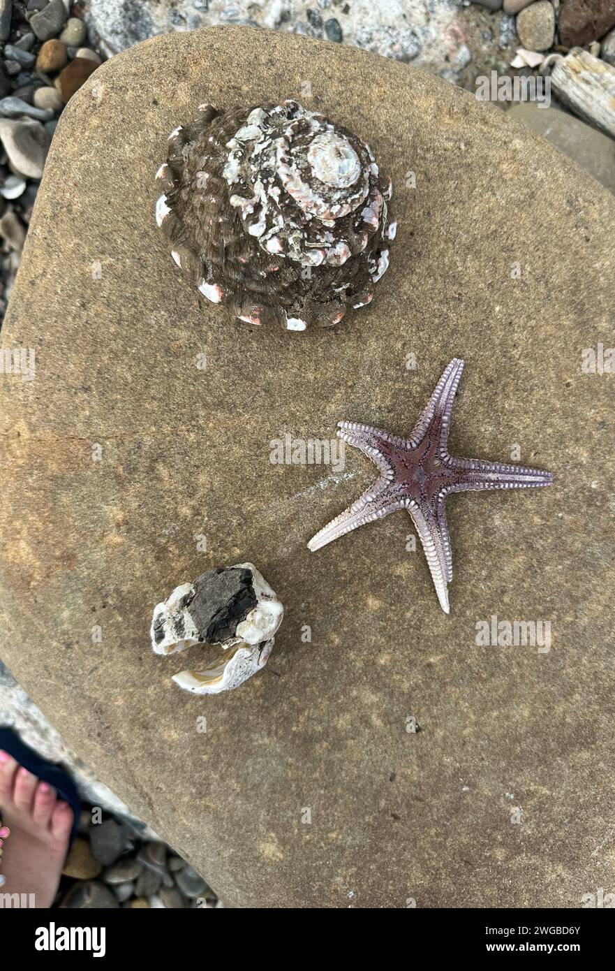 Montecito, Californie, États-Unis 3 février 2024. Des coquilles d'escargots de mer ondulés du Turban (latin : Megastraea undosa) et une étoile de mer trouvées parmi une litière géante de roches et de débris à Montecito, la plage aux papillons bien-aimée de Californie, après la dernière tempête de pluie. (Image de crédit : © Amy Katz/ZUMA Press Wire) USAGE ÉDITORIAL SEULEMENT! Non destiné à UN USAGE commercial ! Banque D'Images