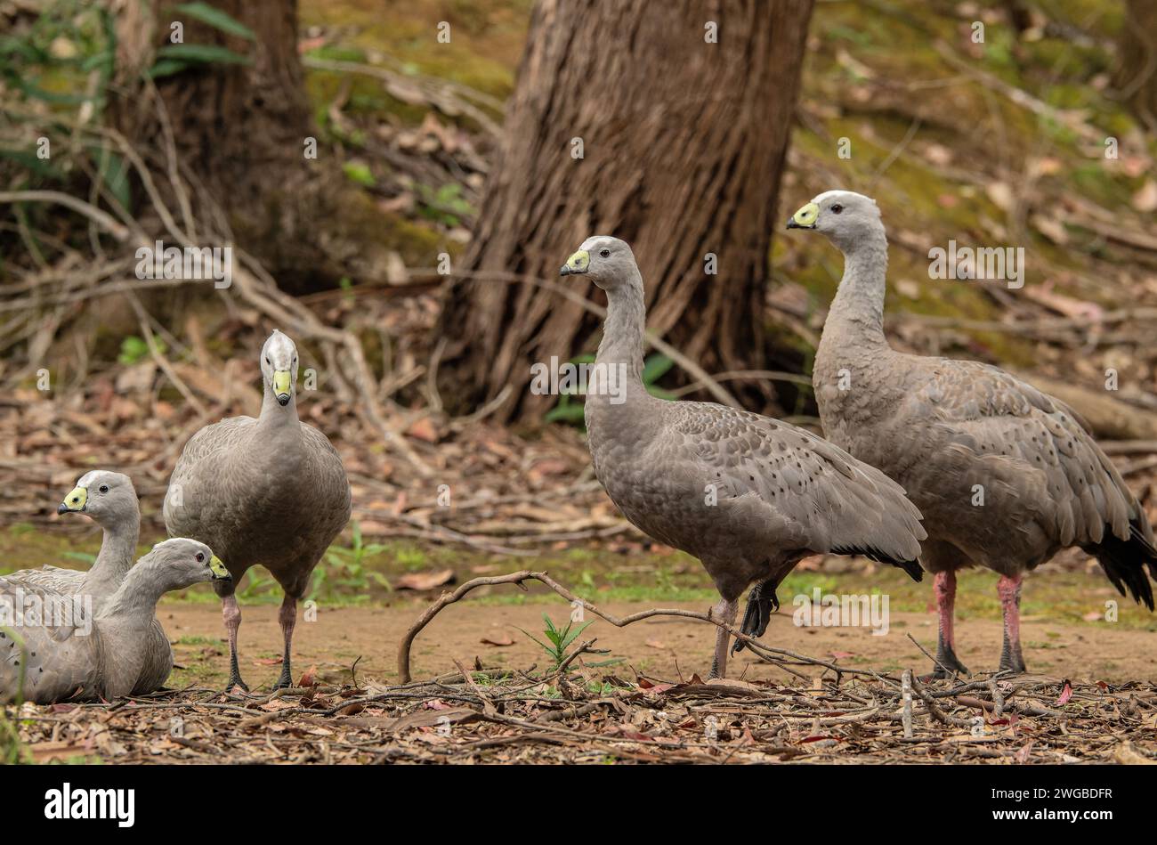 Groupe d'oies du Cap Barren, Cereopsis novaehollandiae, en bordure de forêt. Banque D'Images