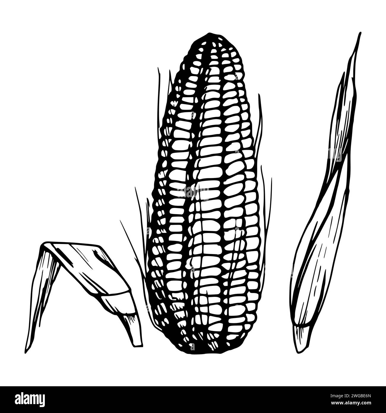 Illustration vectorielle à l'encre dessinée à la main, culture agricole légume maïs maïs aliment agricole végétarien. Fond blanc isolé d'un seul objet. Conception Illustration de Vecteur