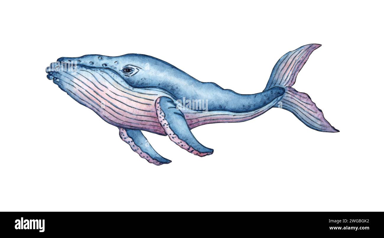 Illustration aquarelle d'une grande baleine bleu-rose. Créatures marines, jour de l'océan. Composition pour la décoration et la conception de la mer, impressions de plage, logos, c Banque D'Images