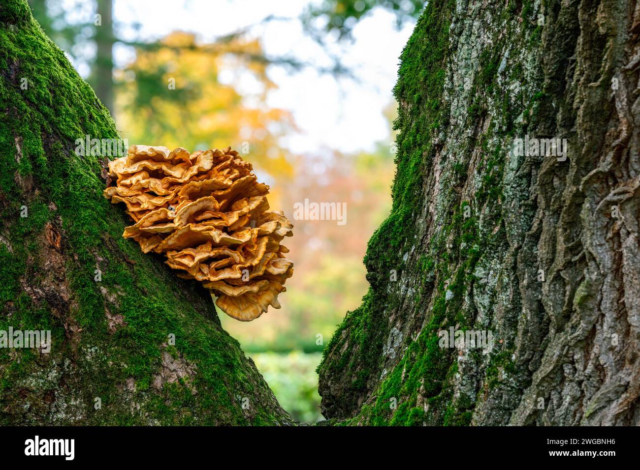 Gros plan d'un champignon d'arbre sur un énorme chêne Banque D'Images
