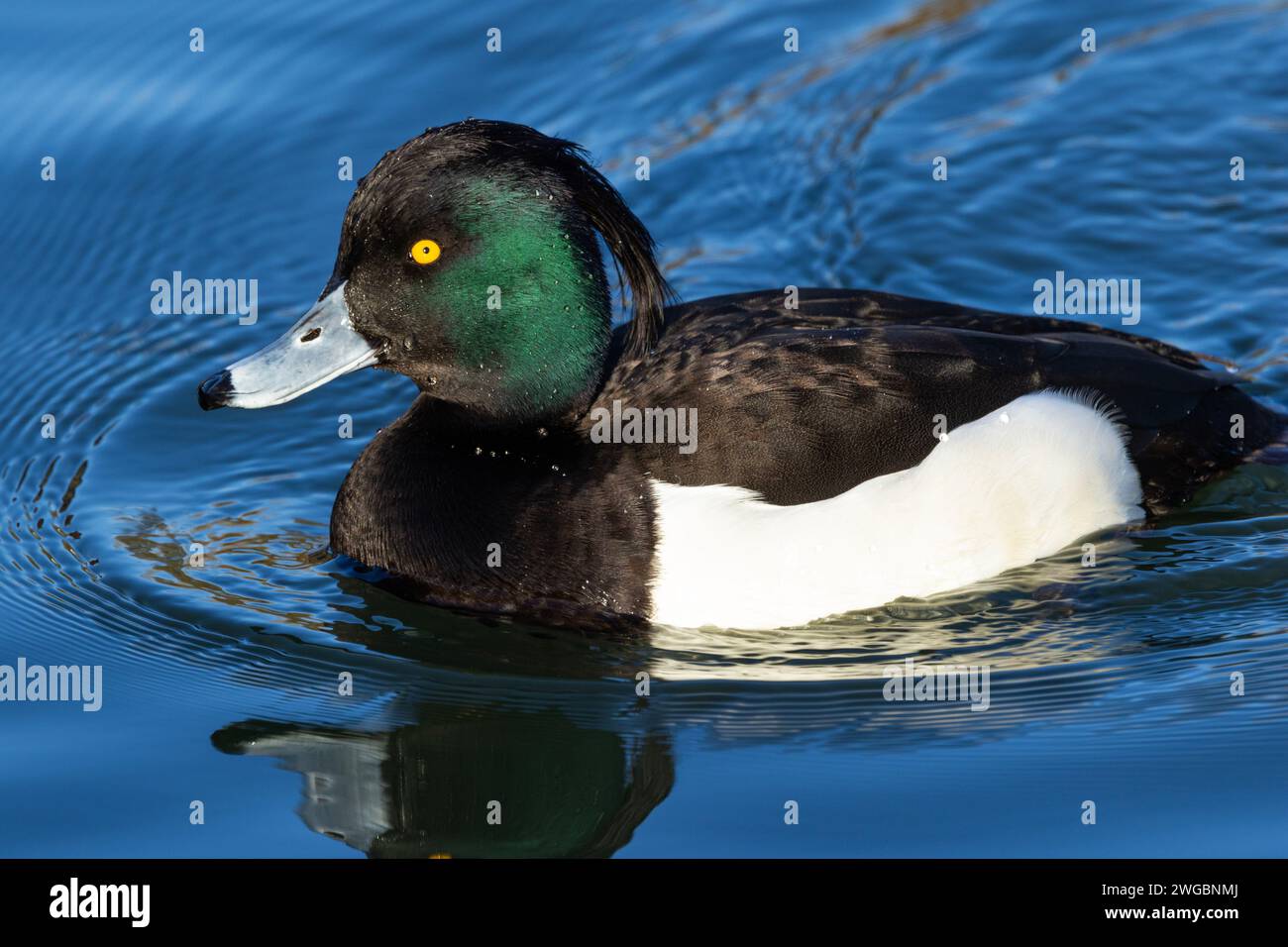 Le plus répandu de la famille des canards plongeurs, le canard touffeté est principalement un canard d'eau douce. Le mâle a une tête irisée brillante qui indique la santé Banque D'Images