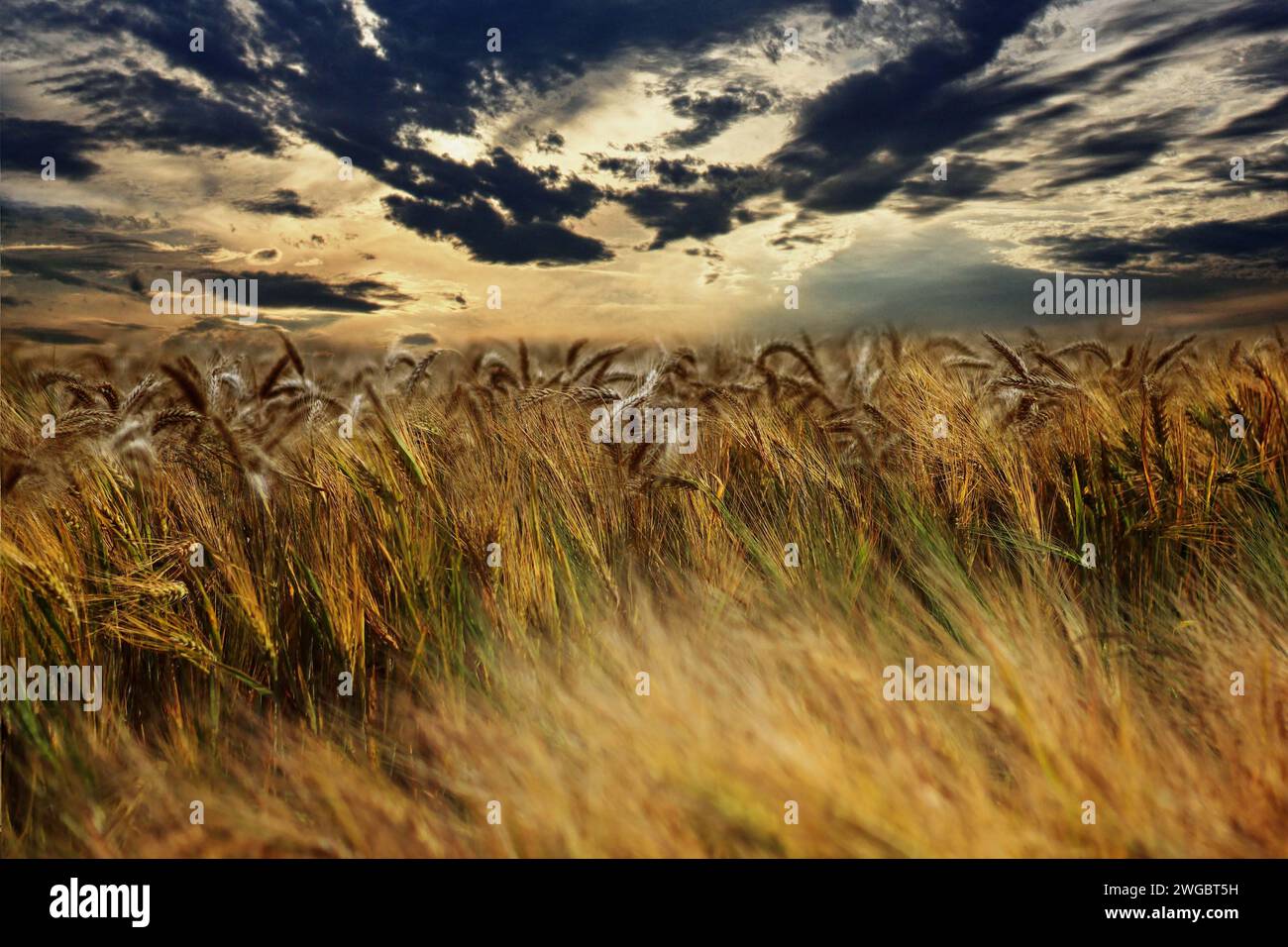 Ciel spectaculaire au-dessus d'un champ de blé, San Giuliano Nuovo, Alessandria, Piémont, Italie Banque D'Images