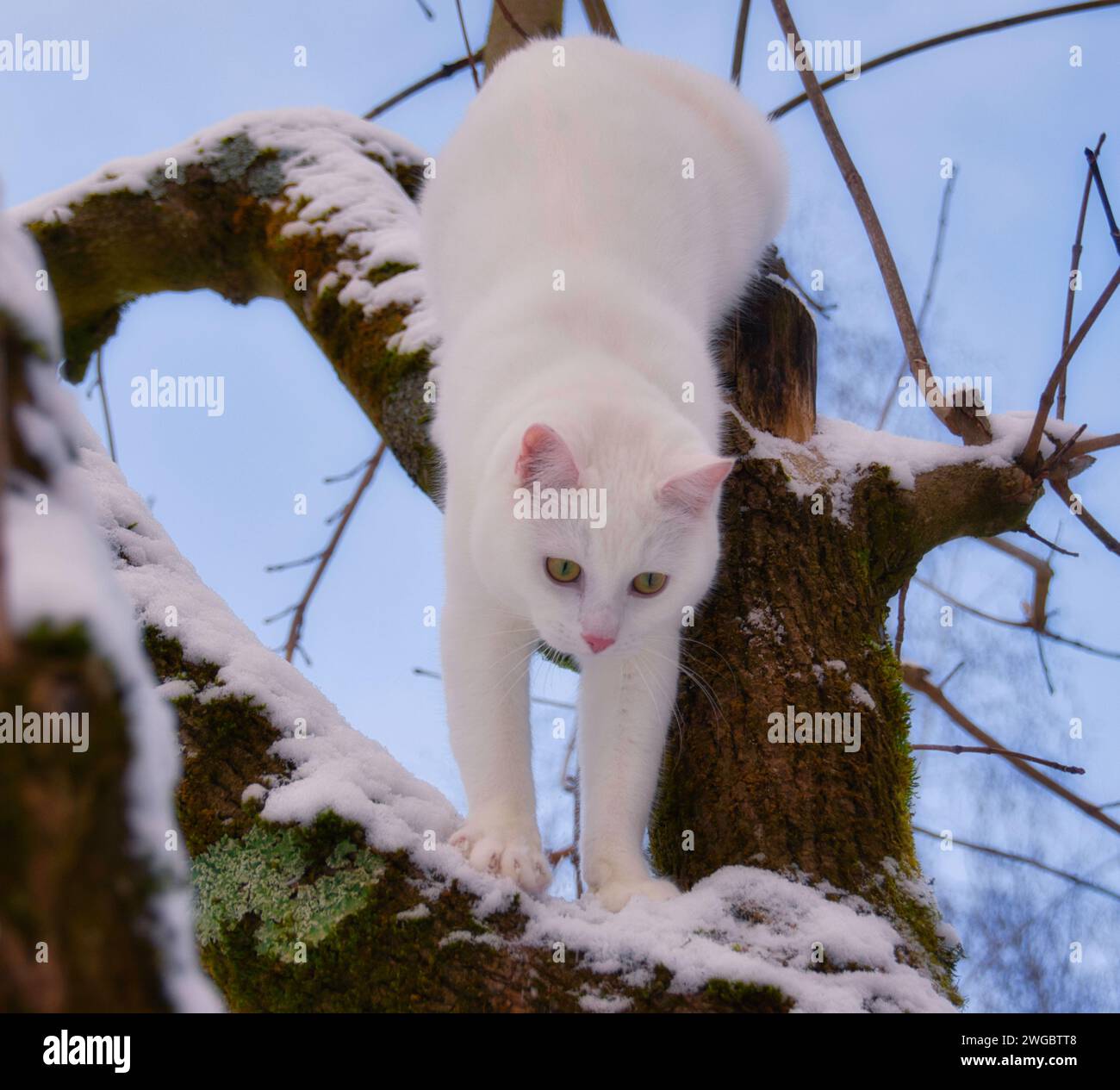 Chat blanc descendant un arbre dans la neige d'hiver, Suisse Banque D'Images