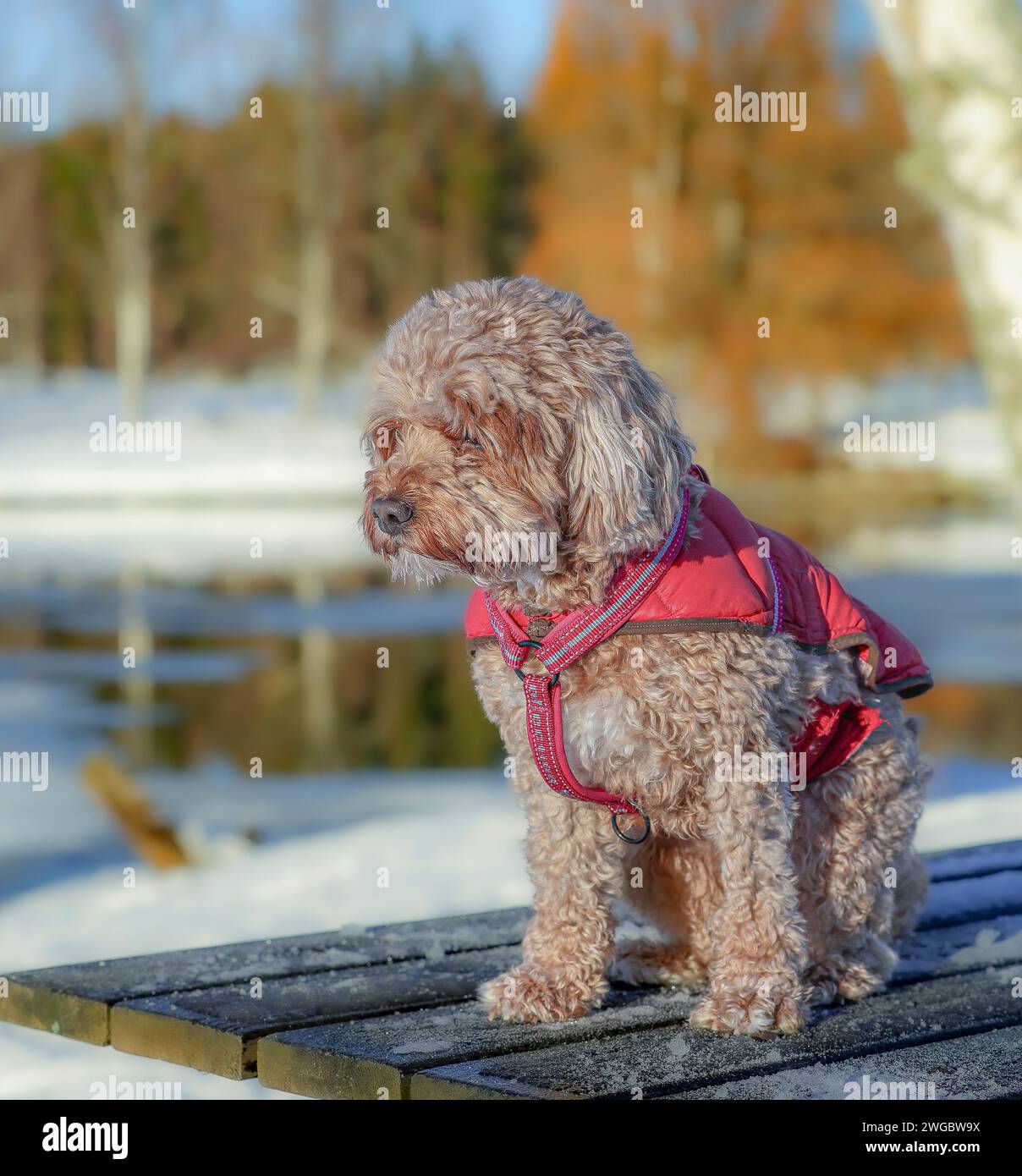 Un jeune chien Cavapoo jouant dans la neige avec une couverture rouge à Ludvika City, en Suède Banque D'Images