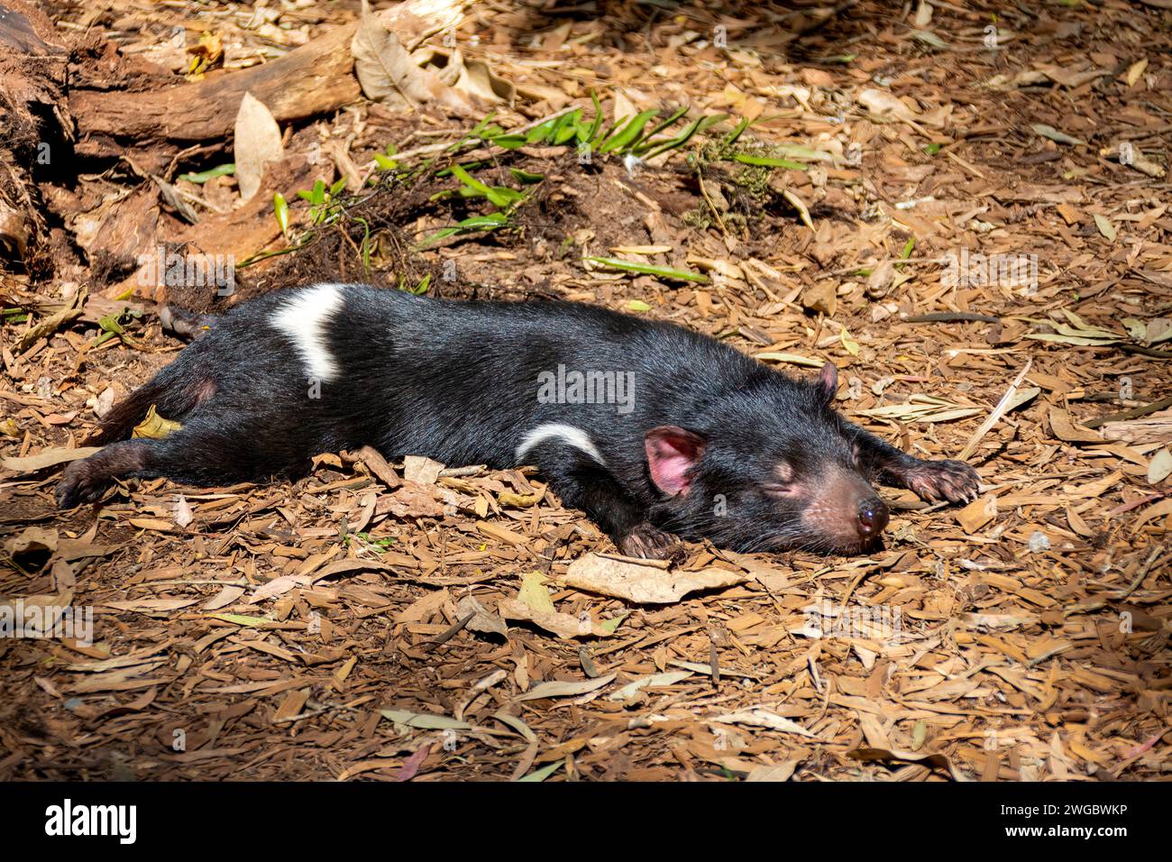 Le diable de Tasmanie (Sarcophilus harrisii) s'étendait sur le sol en dormant, en Australie Banque D'Images