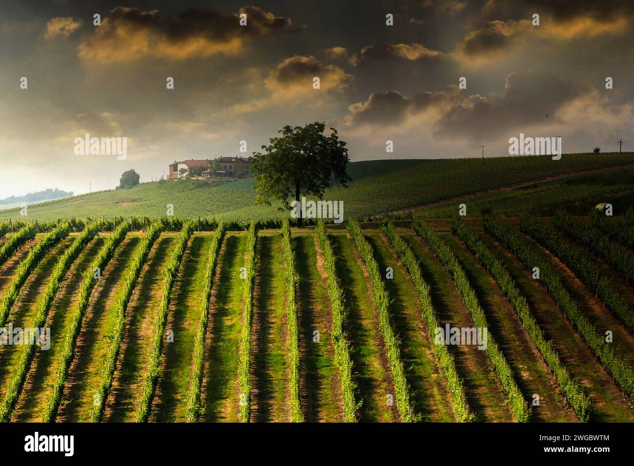 Vignes poussant dans un vignoble, Rosignano Monferrato, Alessandria, Piémont, Italie Banque D'Images