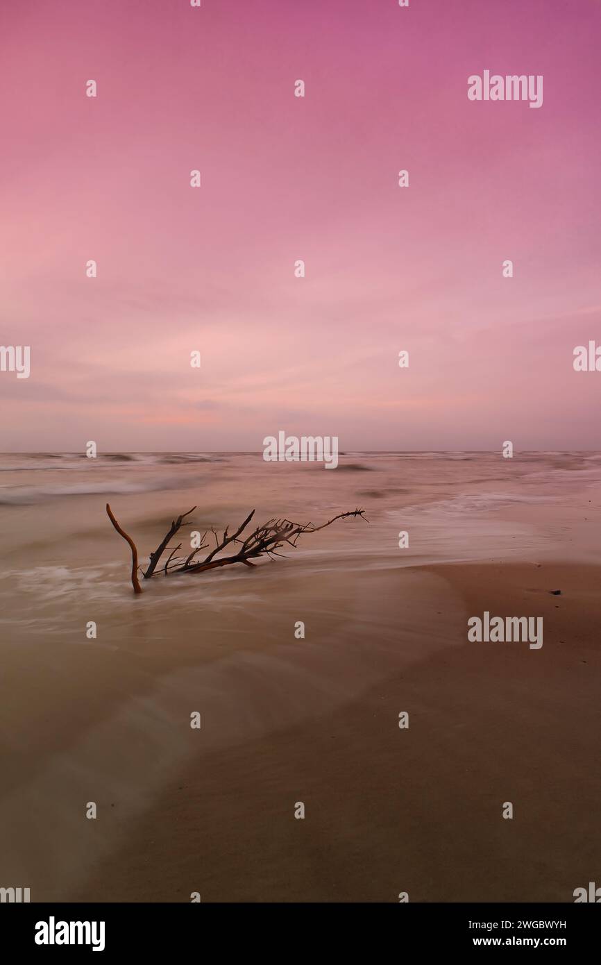 Coucher de soleil rose sur du bois flotté sur une plage de la mer Baltique, Lituanie Banque D'Images