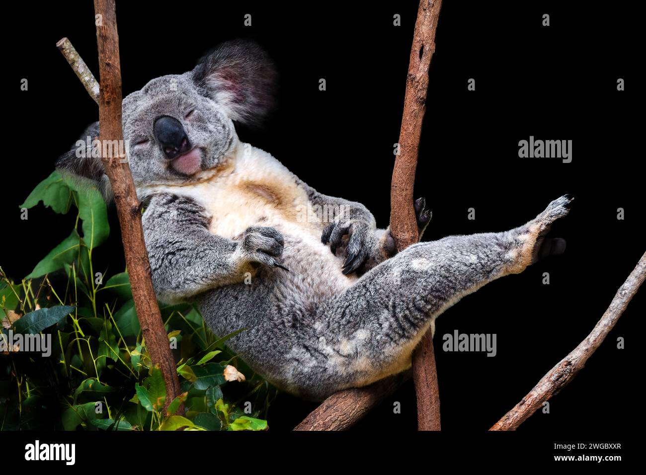 Gros plan Portrait d'un koala dormant dans un eucalyptus, Australie Banque D'Images