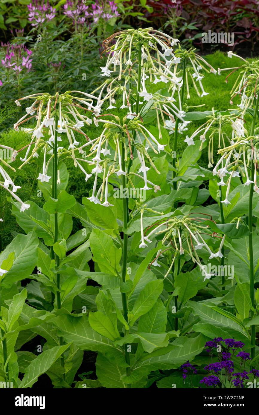 Fleurs blanches de tabac persan décoratif. Banque D'Images